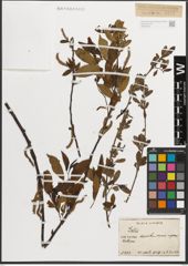 Foto von Salix L.